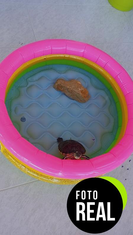 piscina-hinchable-intex-bebe-foto-3